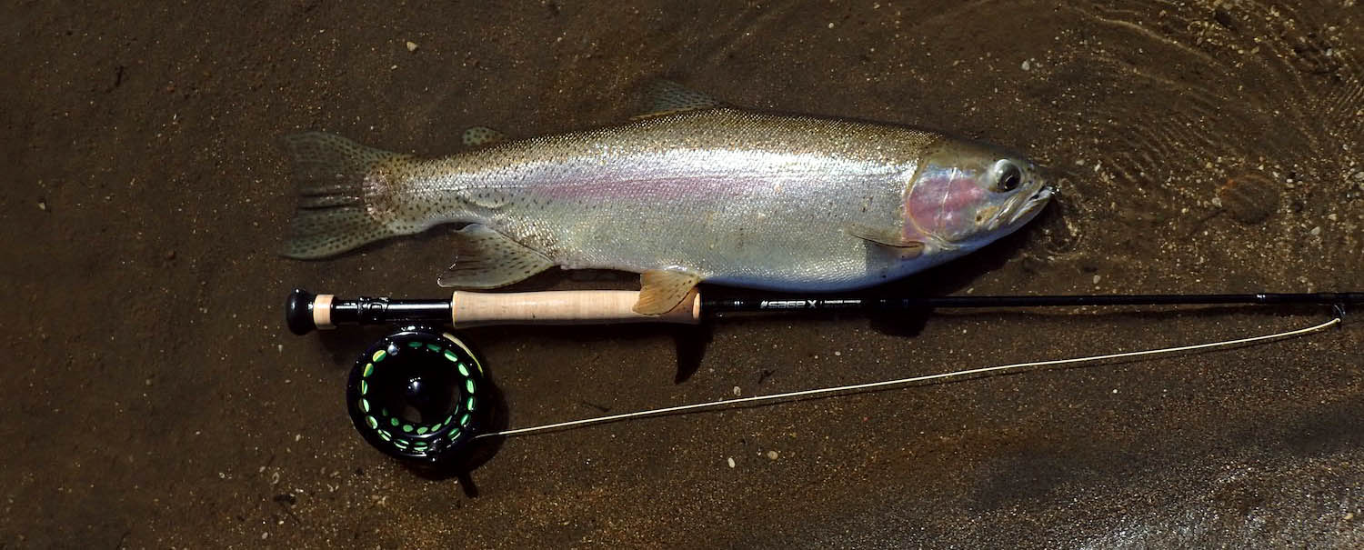 Rainbow trout lying on ground next to river with fishing rod