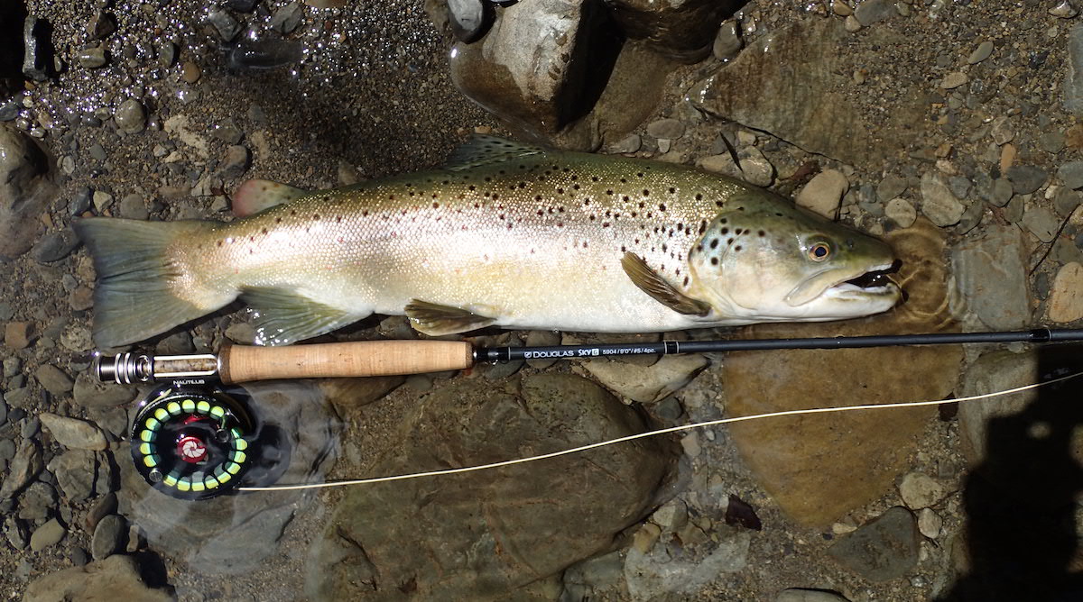 A handsome brown trout before being released