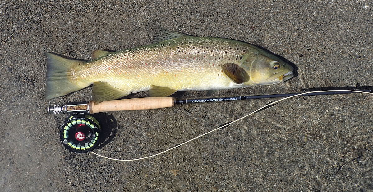 A handsome backcountry New Zealand brown trout