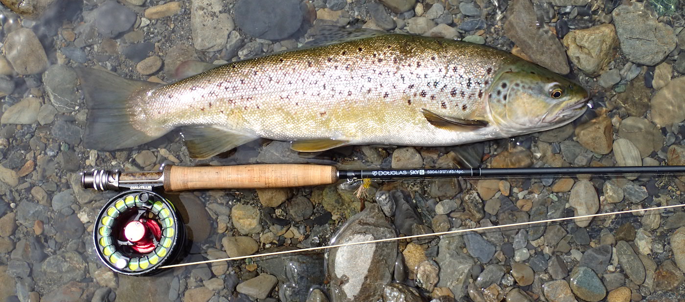 Beautiful backcountry brown trout lying on river bed gravel about to be released back into the water