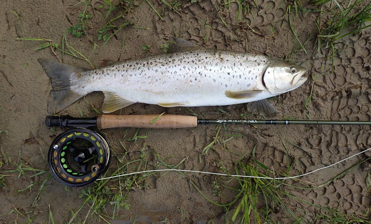 Silver trout lying on the ground before being returned to the water