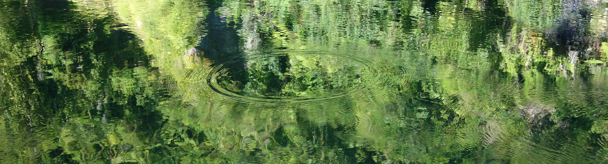 ring of ripples on water, reflecting surrounding bush valley, from cicada fly landing on surface