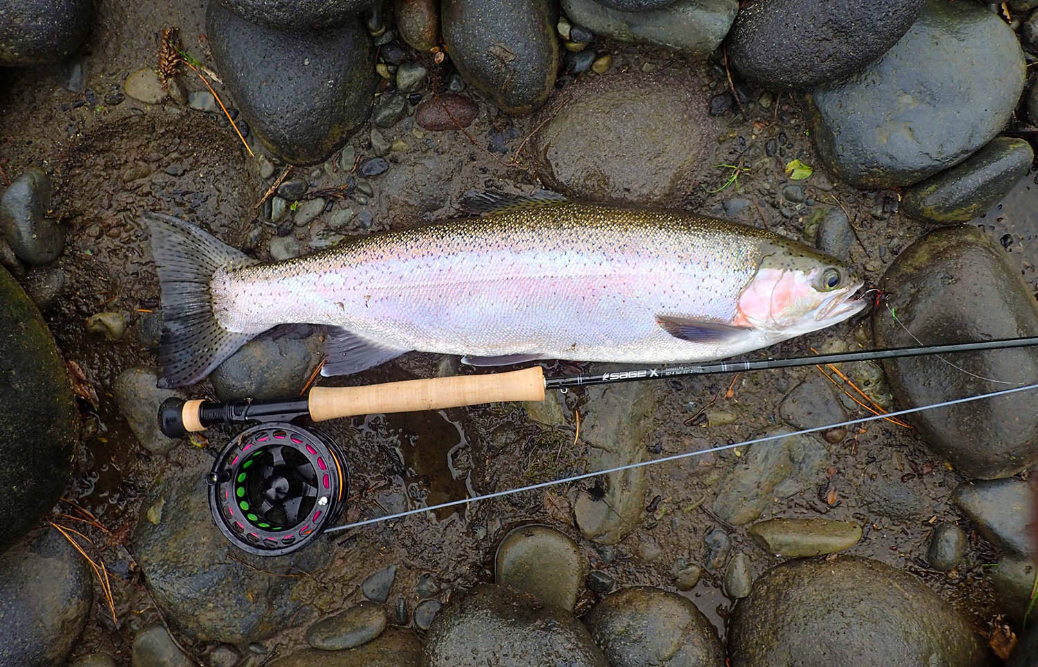 healthy sleek and beautifully coloured rainbow trout posed on river rocks, before being released