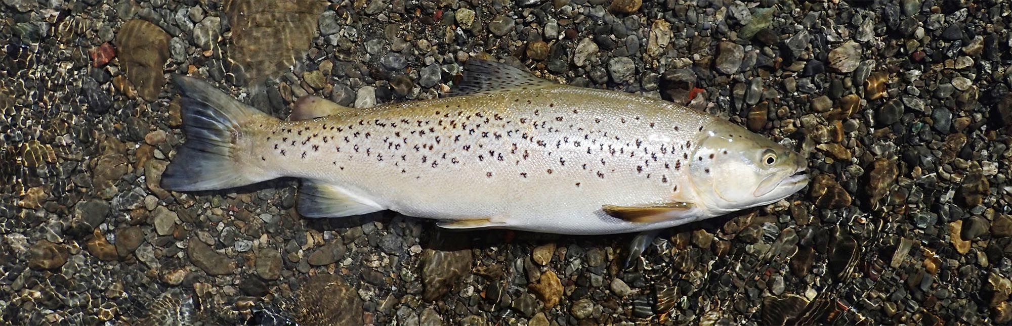 A healthy sea-run brown trout lying in pebbly shallows of a river, before being relased