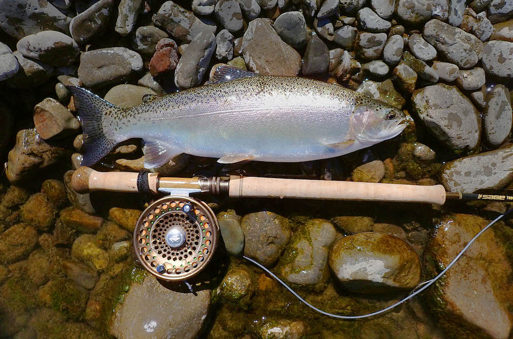 A fat beautifully coloured Manawatu River rainbow trout hen lying on mossy brown river stones with a fly fishing rod and line