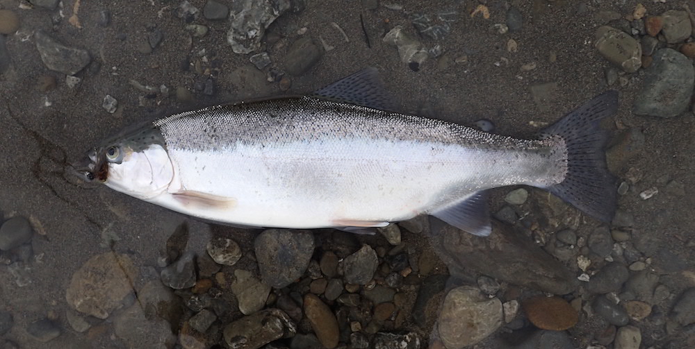 Another poor fish that struggled for its life so some man could enjoy his fishing pursuits