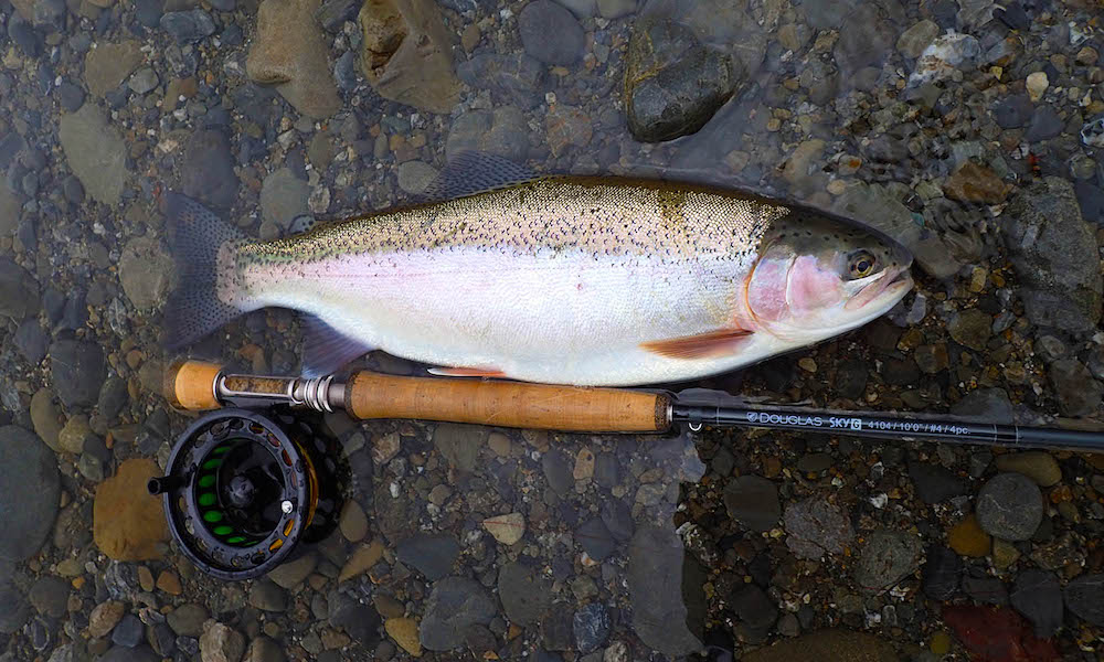 Another poor trout that was hurt and killed because of human sport