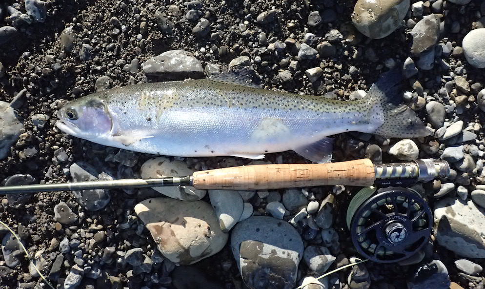 Another silvery fat rainbrow trout hen caught in the Otaki River lying on the river gravel with a fly fishing rod and line