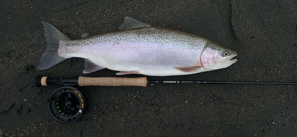 A rainbow trout caught on the Otaki River lying on dark gravel alongside the river with a fly fishing rod