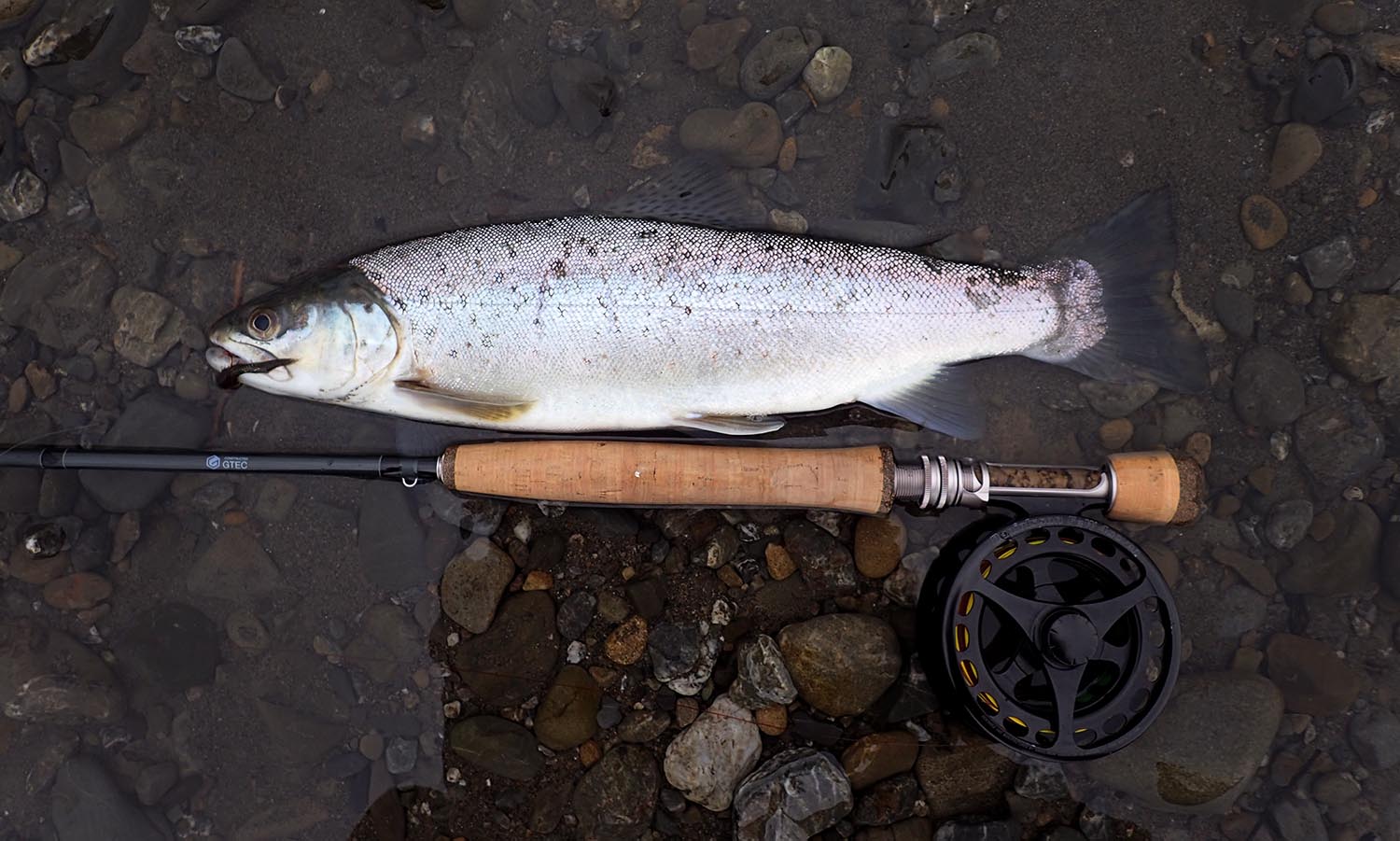 Another poor fish that suffered because a selfish human wanted to have some sport catching it