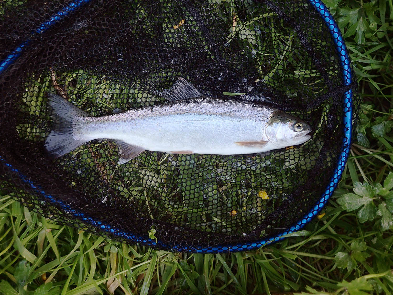 A rainbow trout lying in a net on river bank