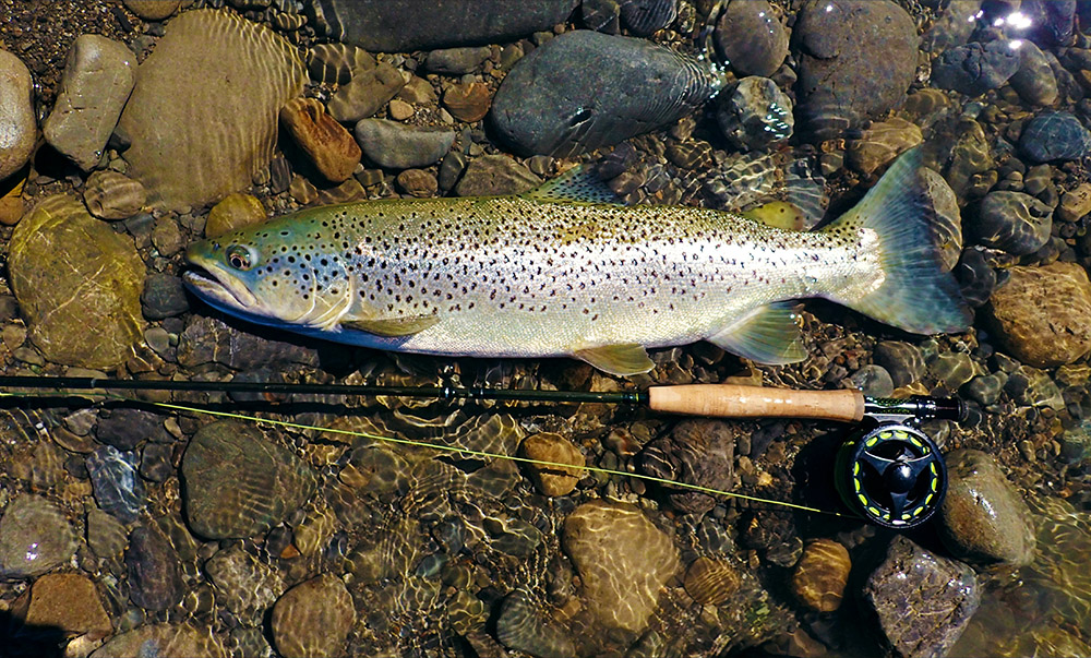 Photo of Tongariro Sea Trout lying on a gravel bed before being released
