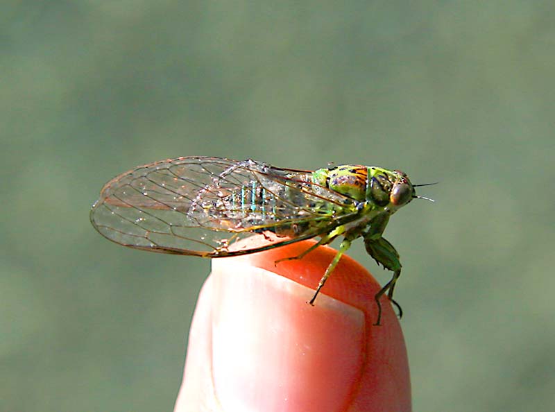 Shade singer cicada on finger