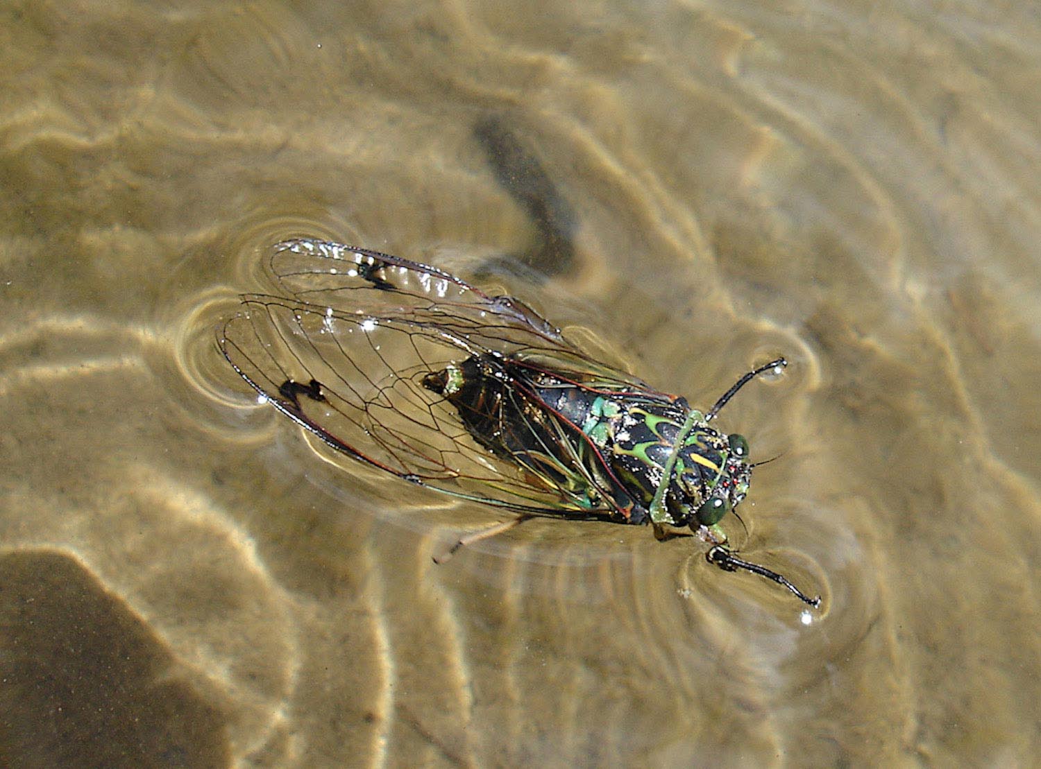 cicada floating on shallow clear water in river