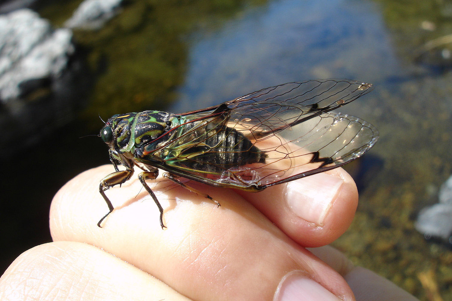 close up of a chorus cicada on man's hand