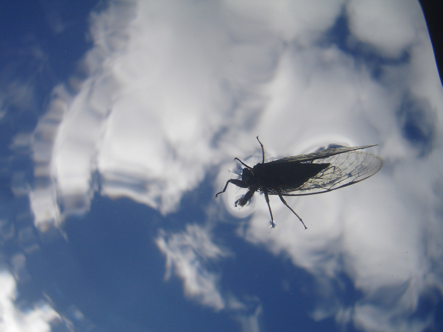 a lesser Bronze Cicada on clear water photographed from below, with blue sky and clouds above