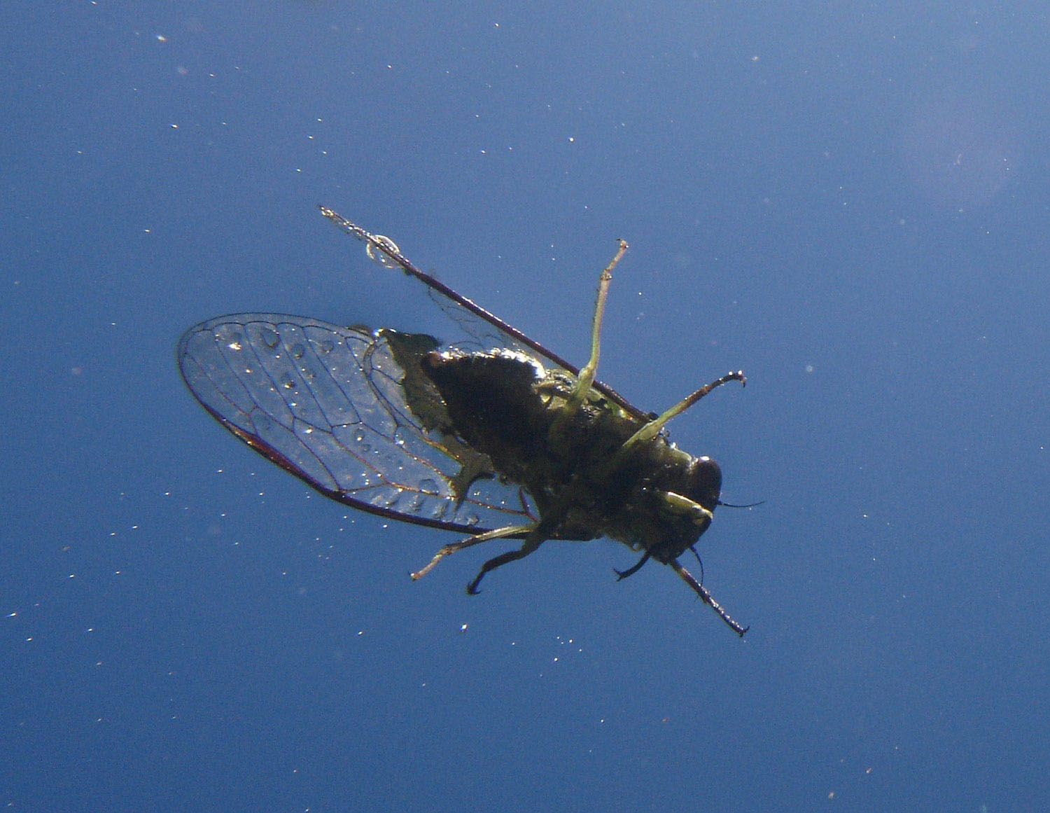 Greater Bronze Cidada on water, photographed from below, clear blu sky above