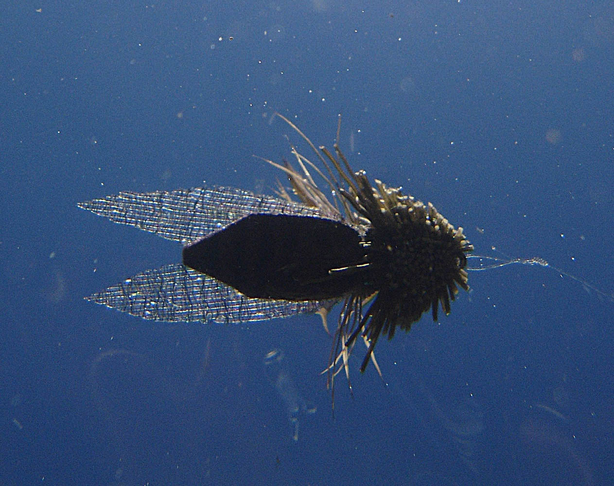 Silicone wing cicada fly floating on water, photographed from below