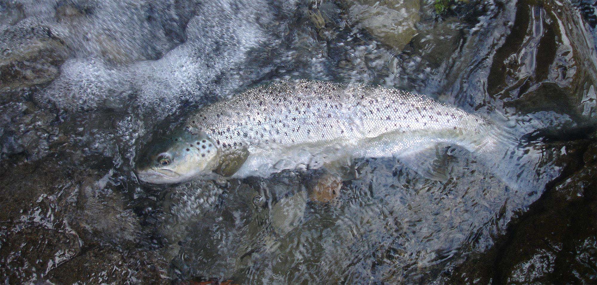 A healthy bright sea trout posed in shallows of frothing bush stream