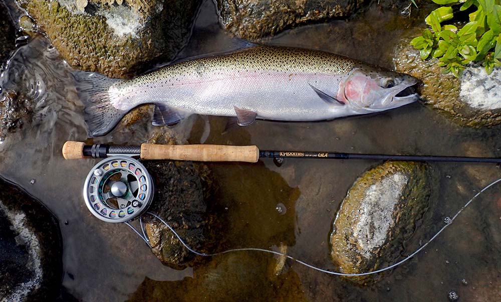 silver-tongariro-trout