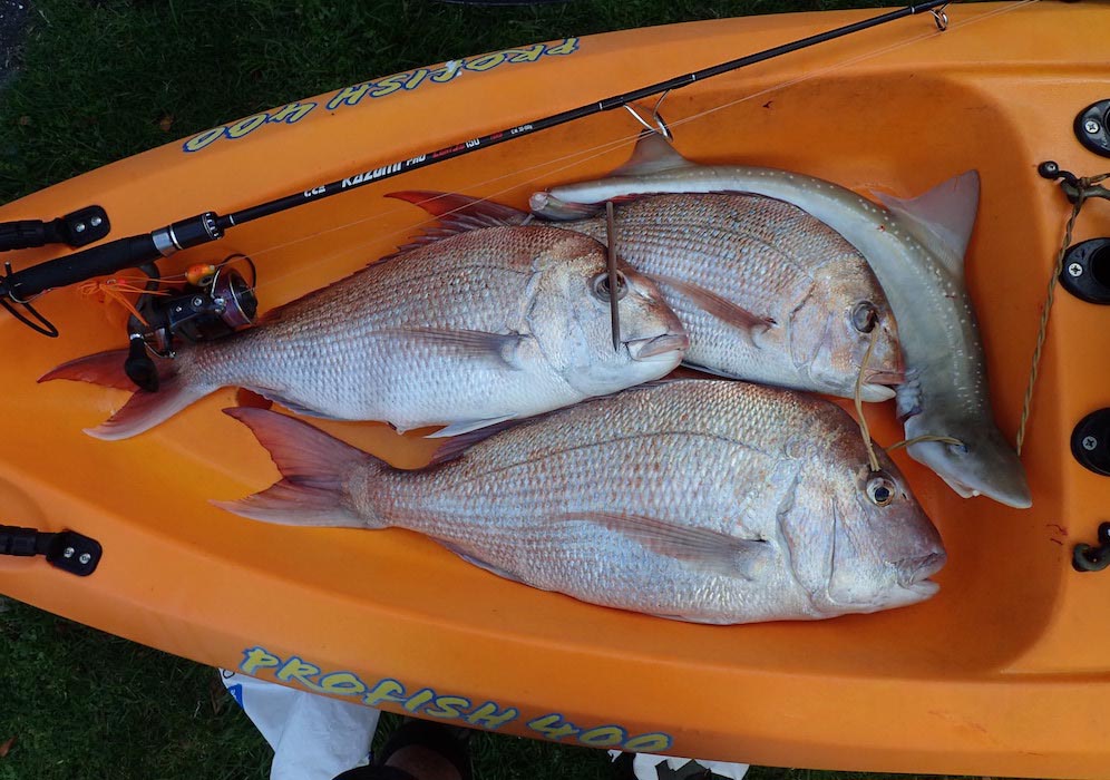 Three caught snapper with a shark in an orange kayak