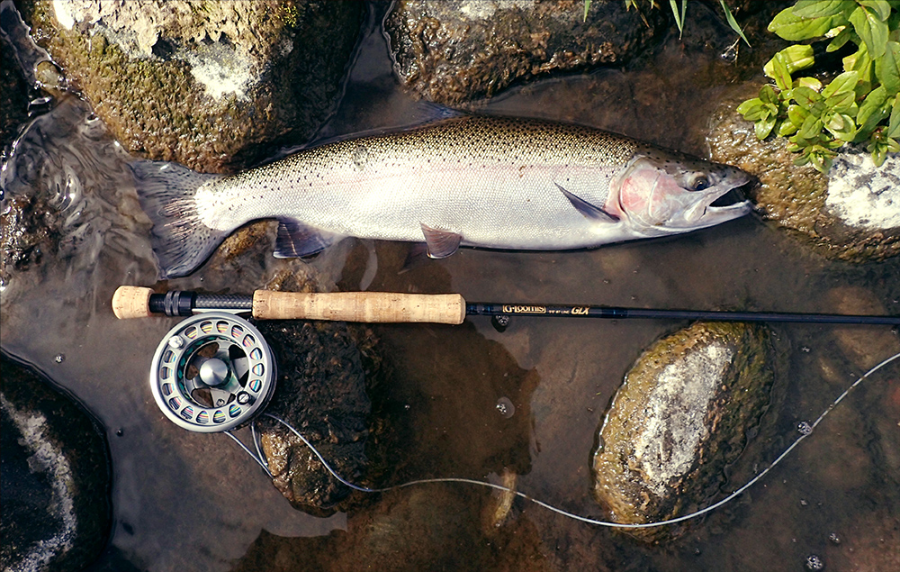 Photo of Tongariro River rainbow trout with fly rod with Danielsson reel