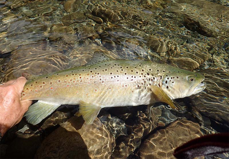 Trout being released back into river