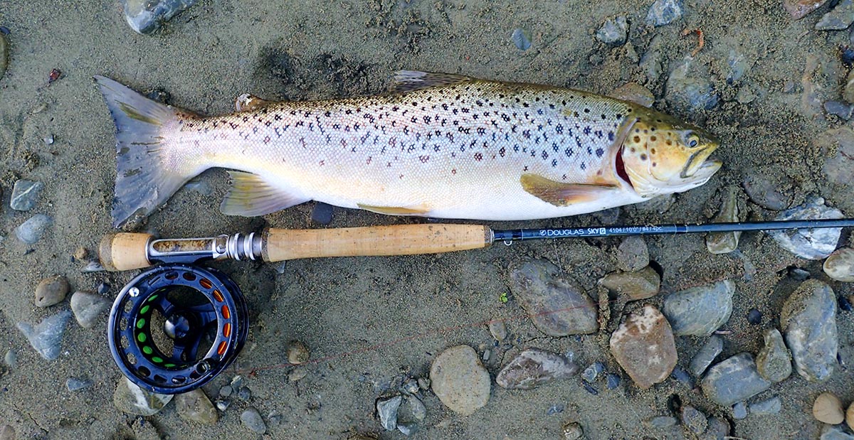 Caught trout lying next to river on sand and stones with Sky G 4104 Euro nymphing rod