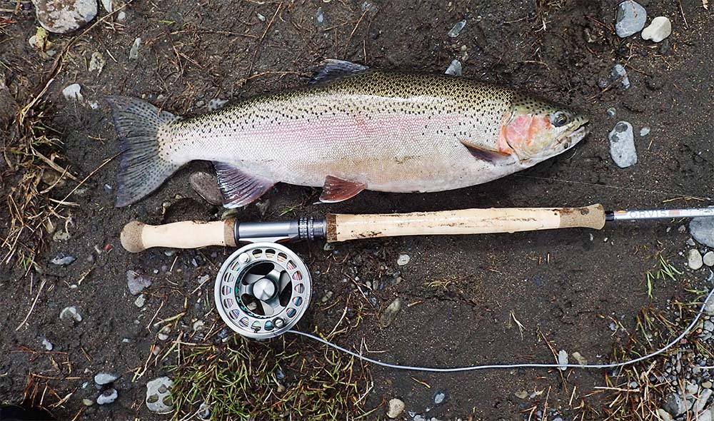 A Tongariro hen trout lying on ground with Orvis Mission 12 ft 5 wt rod