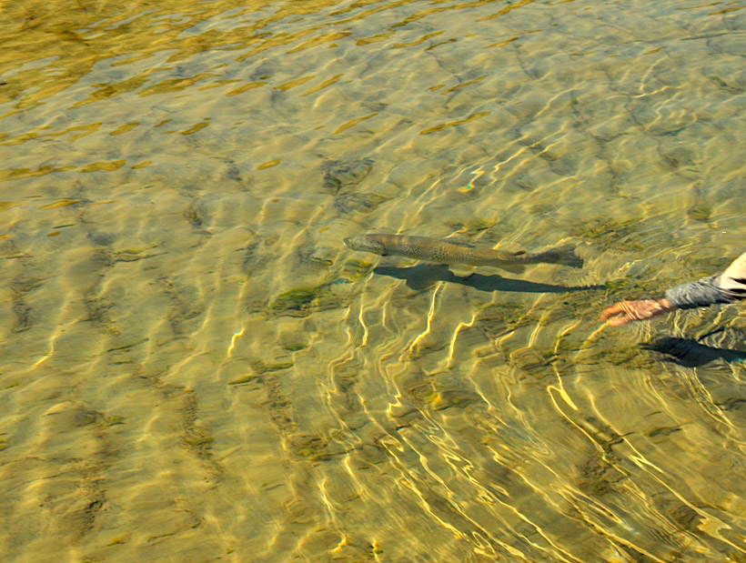 a trout being released back into shallow clear water of a New Zealand river, silerwaterfly.fishing