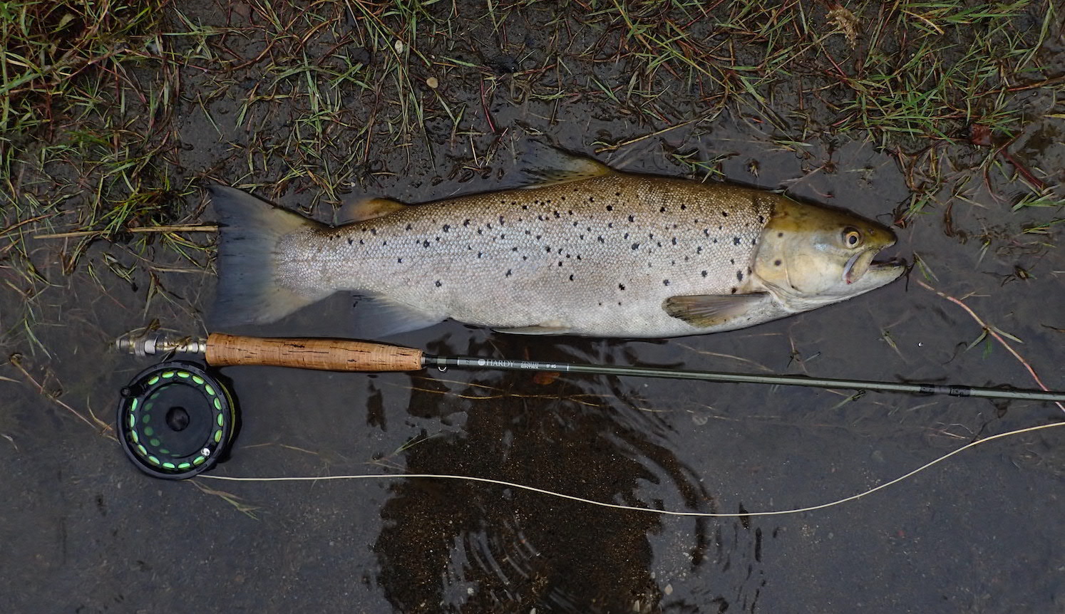 Trout lying on muddy river bank