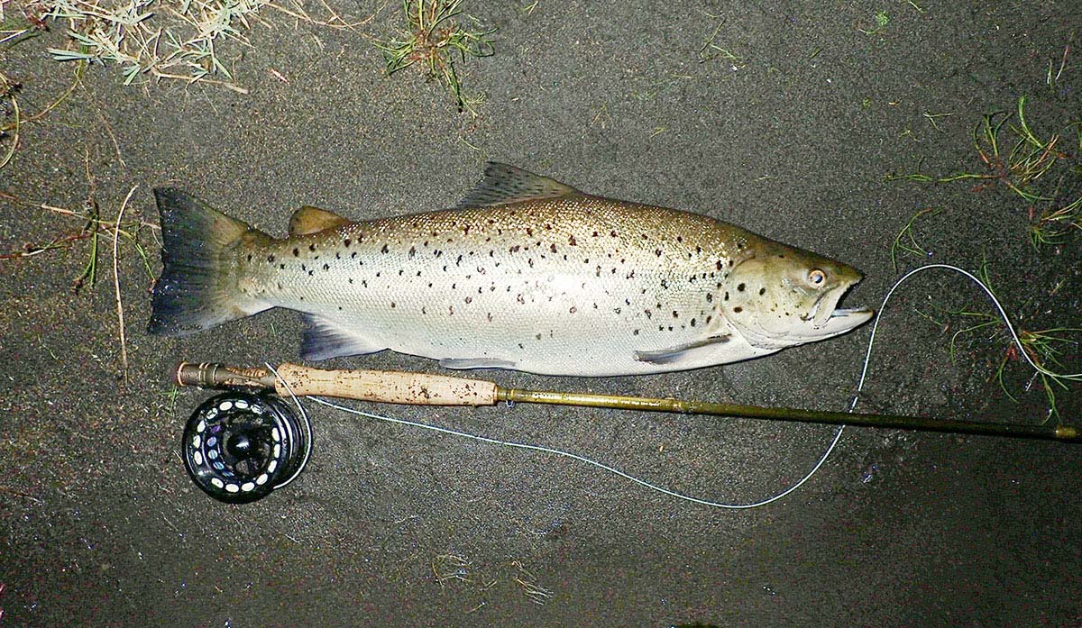 Freshly caught hen trout in good condition lying on the river sand with a trout rod and reel alongside for scale