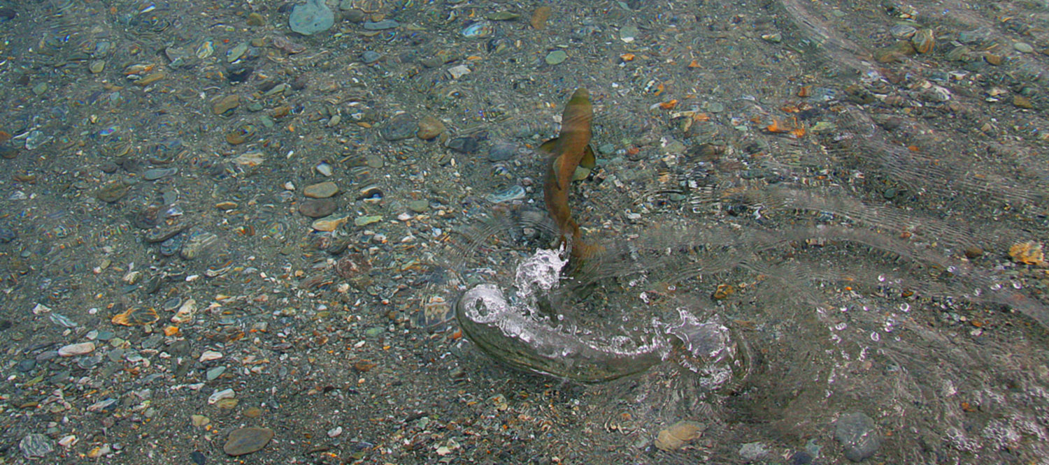 Trout swimming away from shallow lake shore