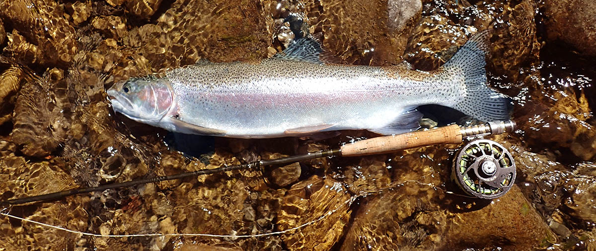 Catch and release trout lying in river gravel with a rod and reel