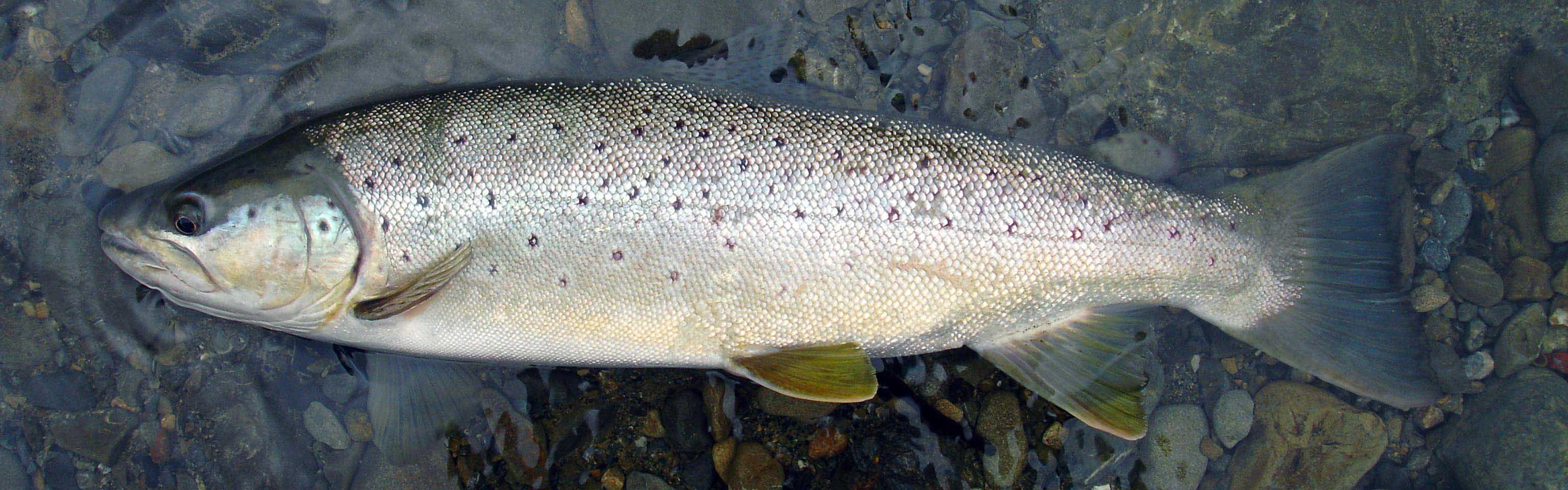 A magnificent silver sea trout, before being released back into water, lying in shallow dark gravelly river bed