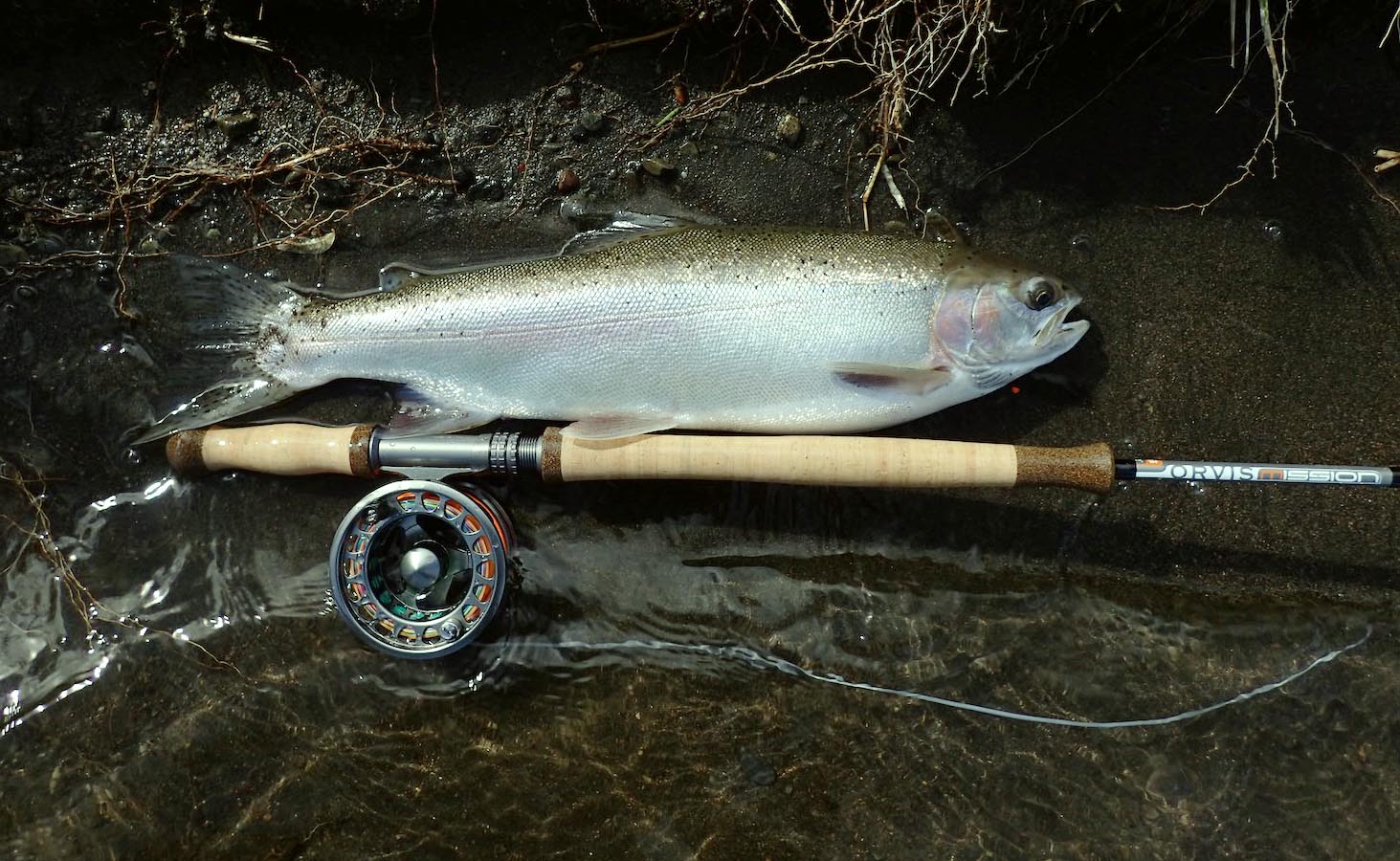 Rainbow trout lying on ground of Tongariro River at night in Winter